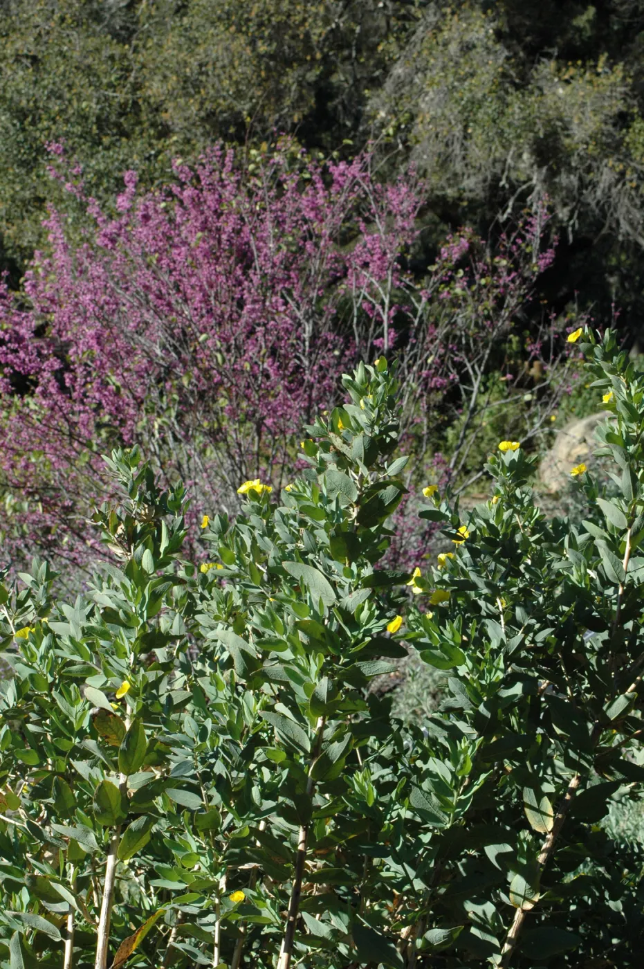 Dendromecon with Cercis occidentalis (Redbud)in the upper Meadow