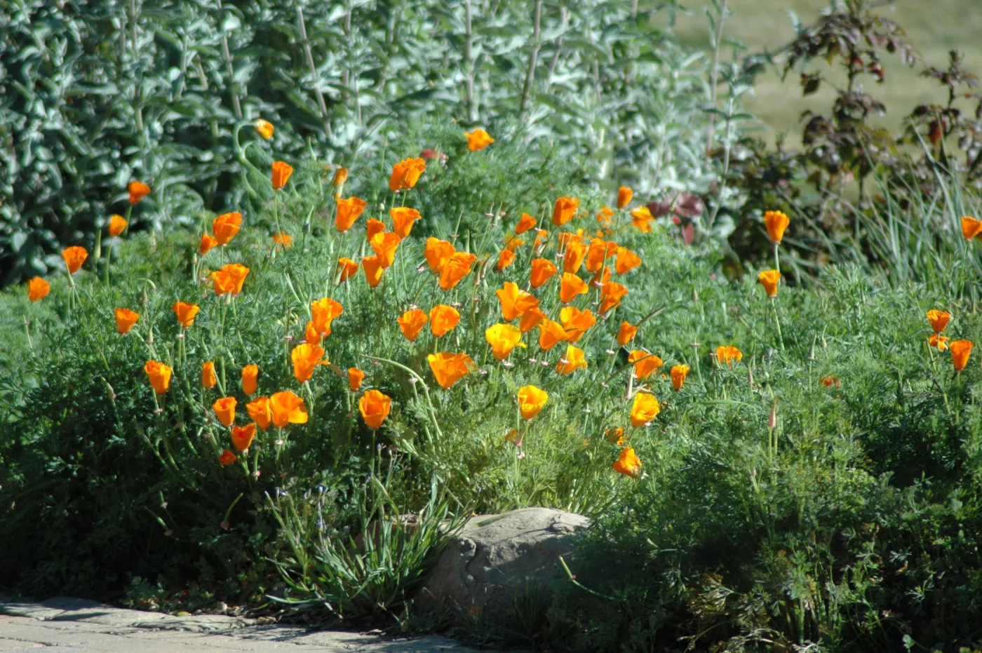 California poppies, Eschscholzia californica, on the edge of the Meadow