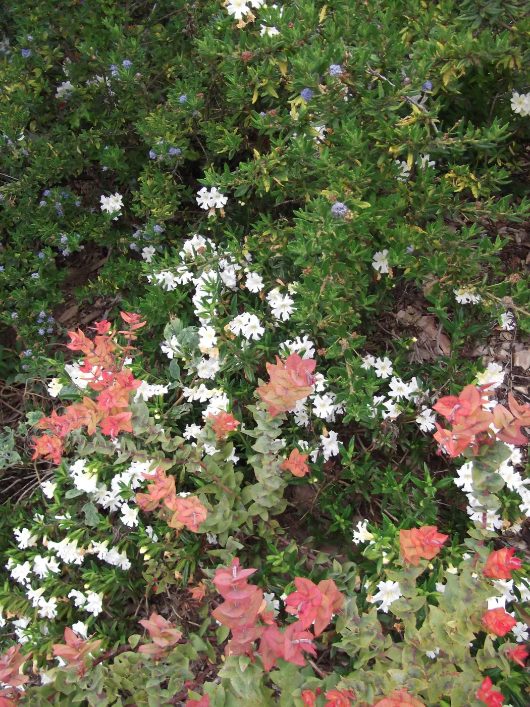 white Monkeyflower (Mimulus) in bloom