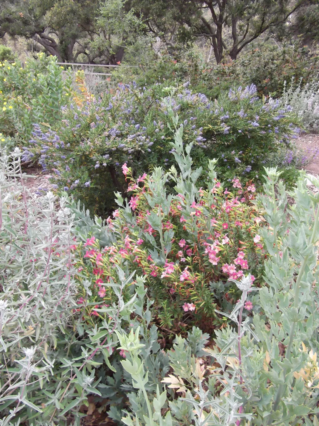 Monkeyflower (Mimulus) in bloom, SBBG