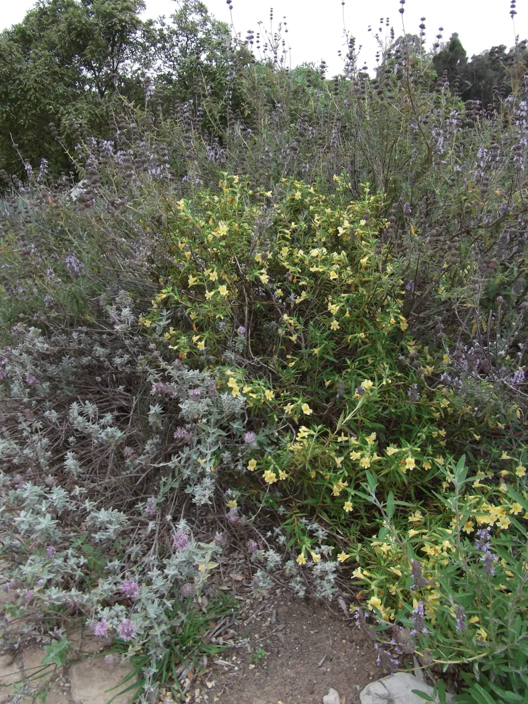 Monkeyflower (Mimulus) and Salvia (sage) in bloom, SBBG