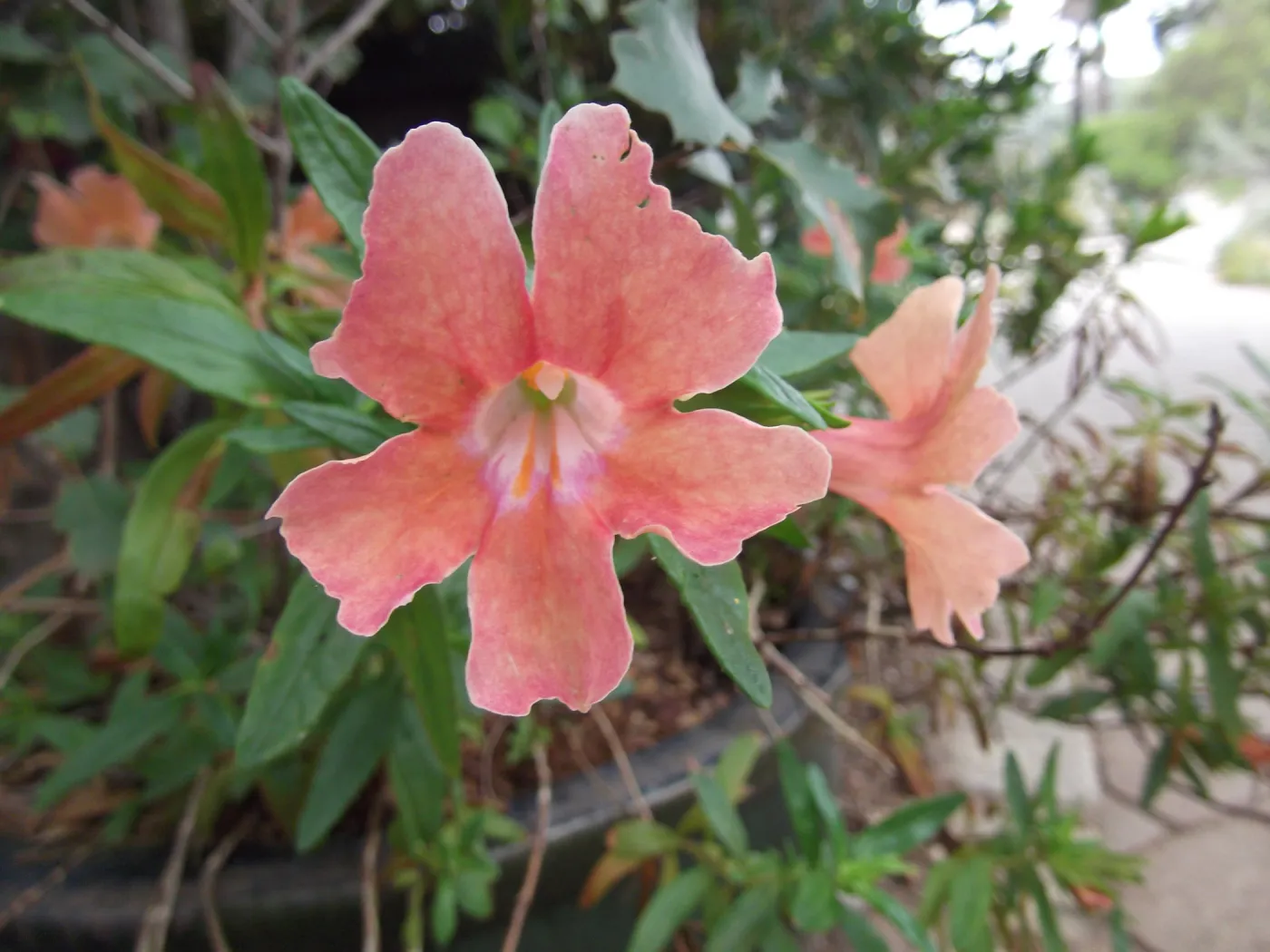 salmon colored monkeyflower, container planting, SBBG
