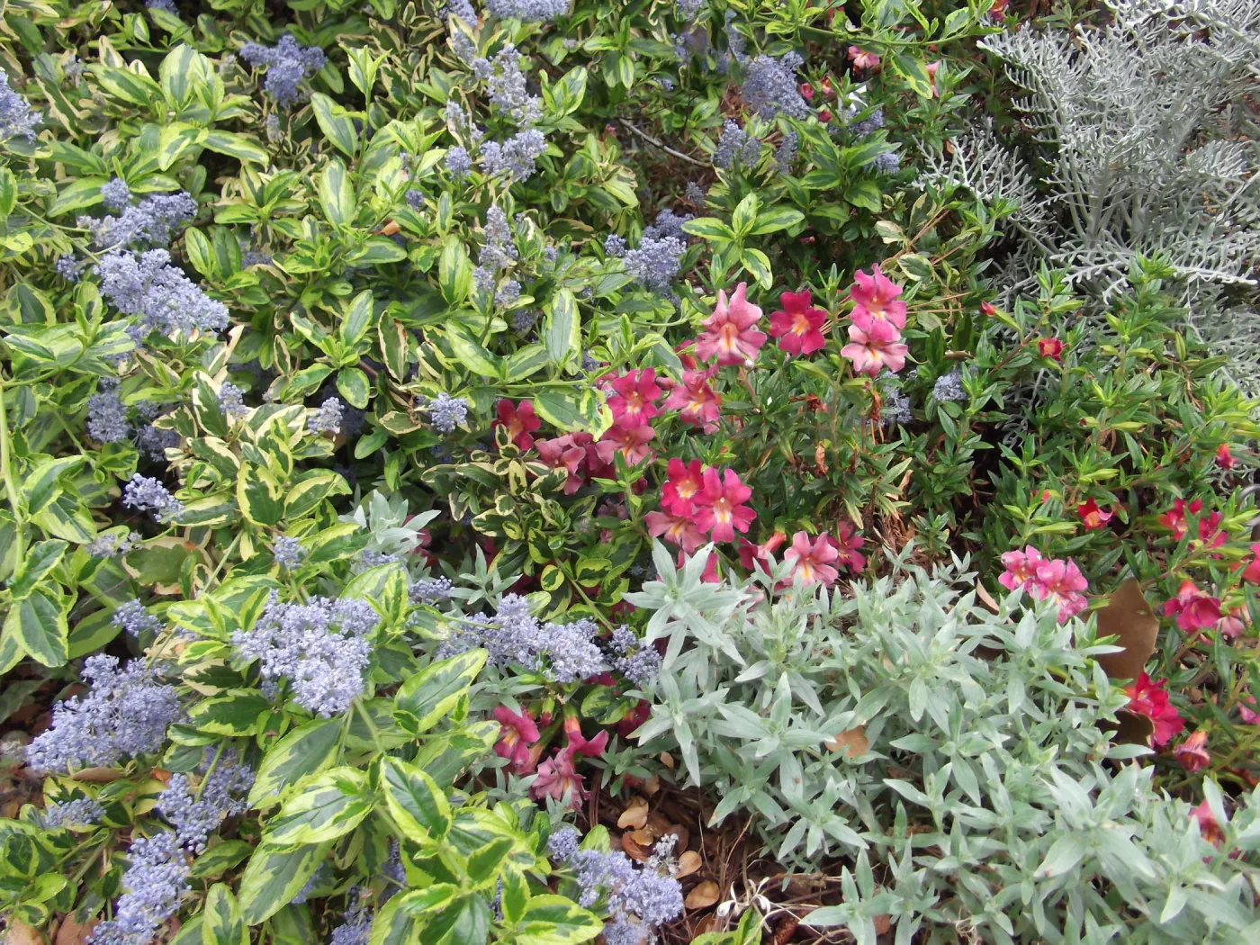 variegated Ceanothus (California Lilac) and Mimulus (Monkey flower) in bloom