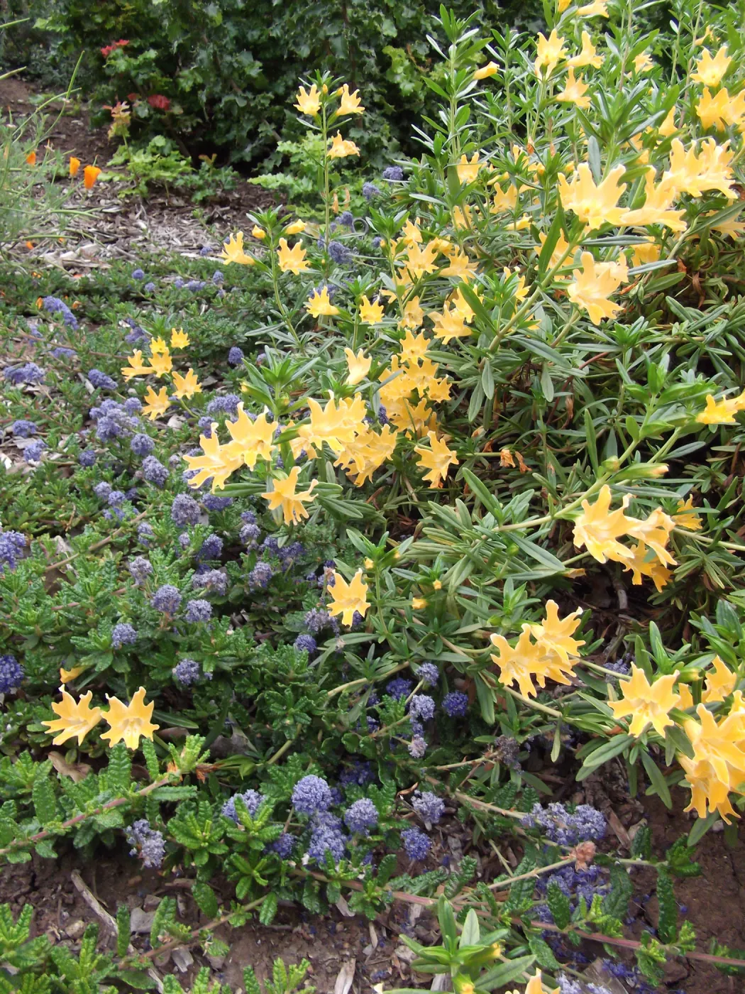 Monkeyflower (Mimulus) growing with Ceanothus (California Lilac) 