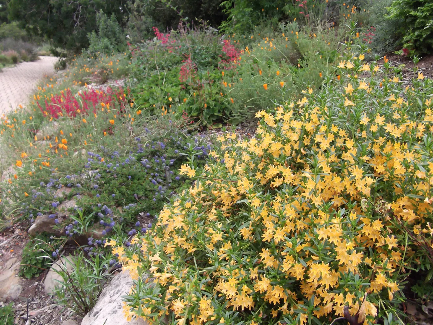 mixed border in bloom, Mimulus (monkeyflower), Ceanothus (California Lilac) , Heuchera (Alumroot), path along east side of Meadow, SBBG