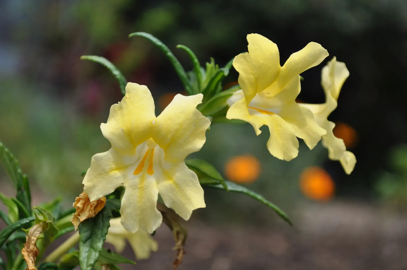 Monkeyflower (Mimulus Elinor) in bloom