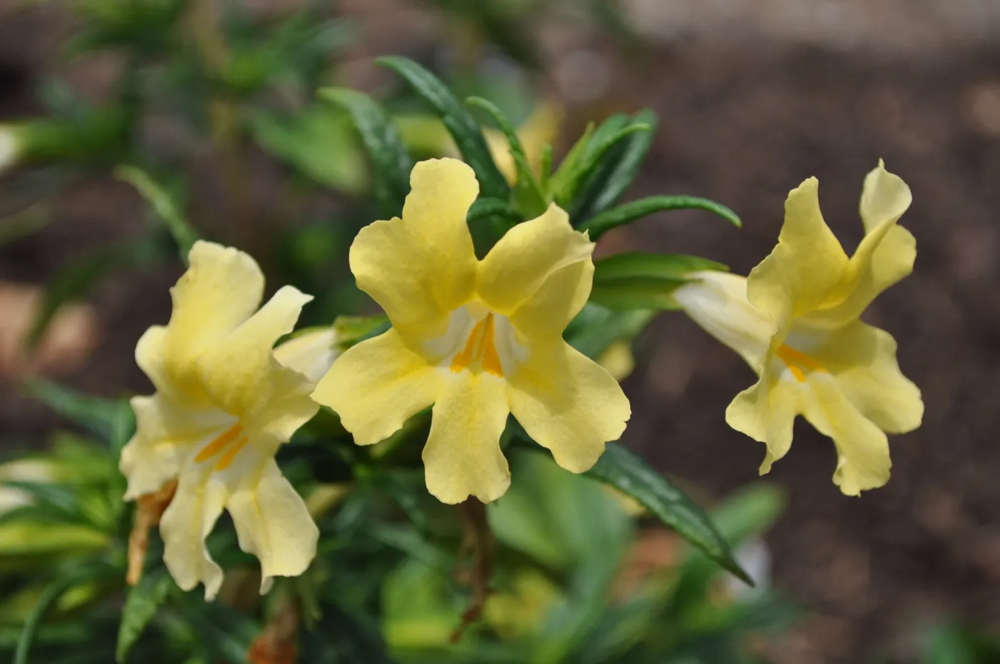 Monkeyflower (Mimulus Elinor) in bloom