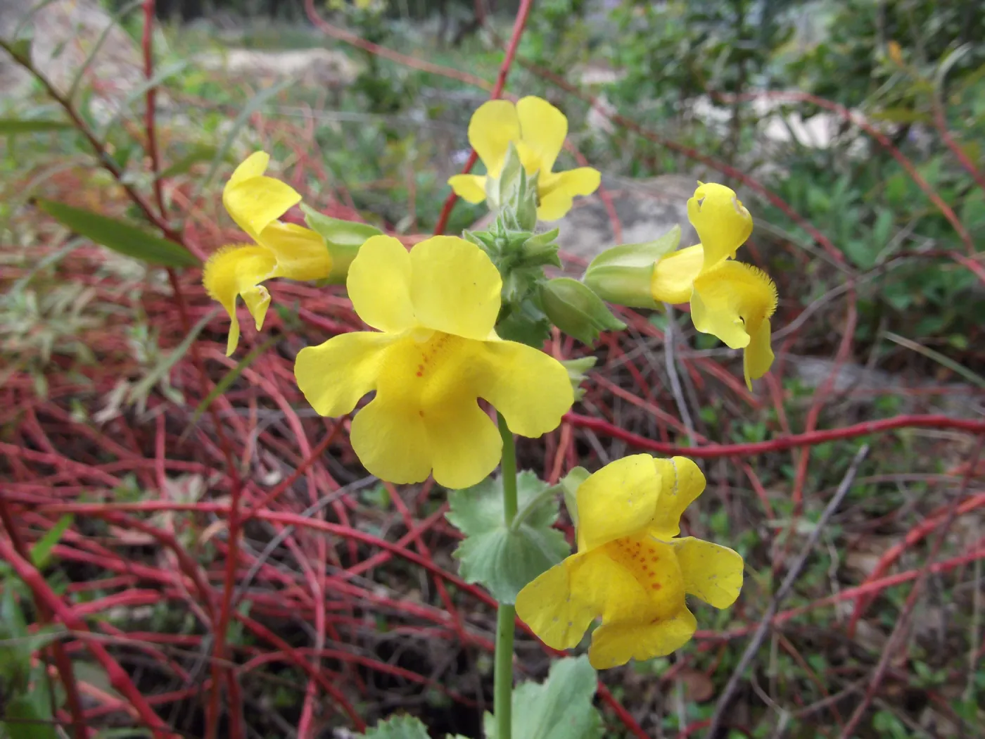 yellow mimulus in bloom