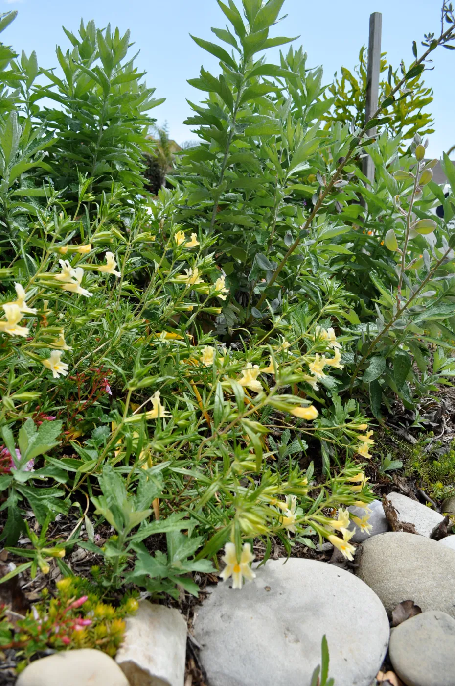 Monkeyflower (Mimulus) in bloom