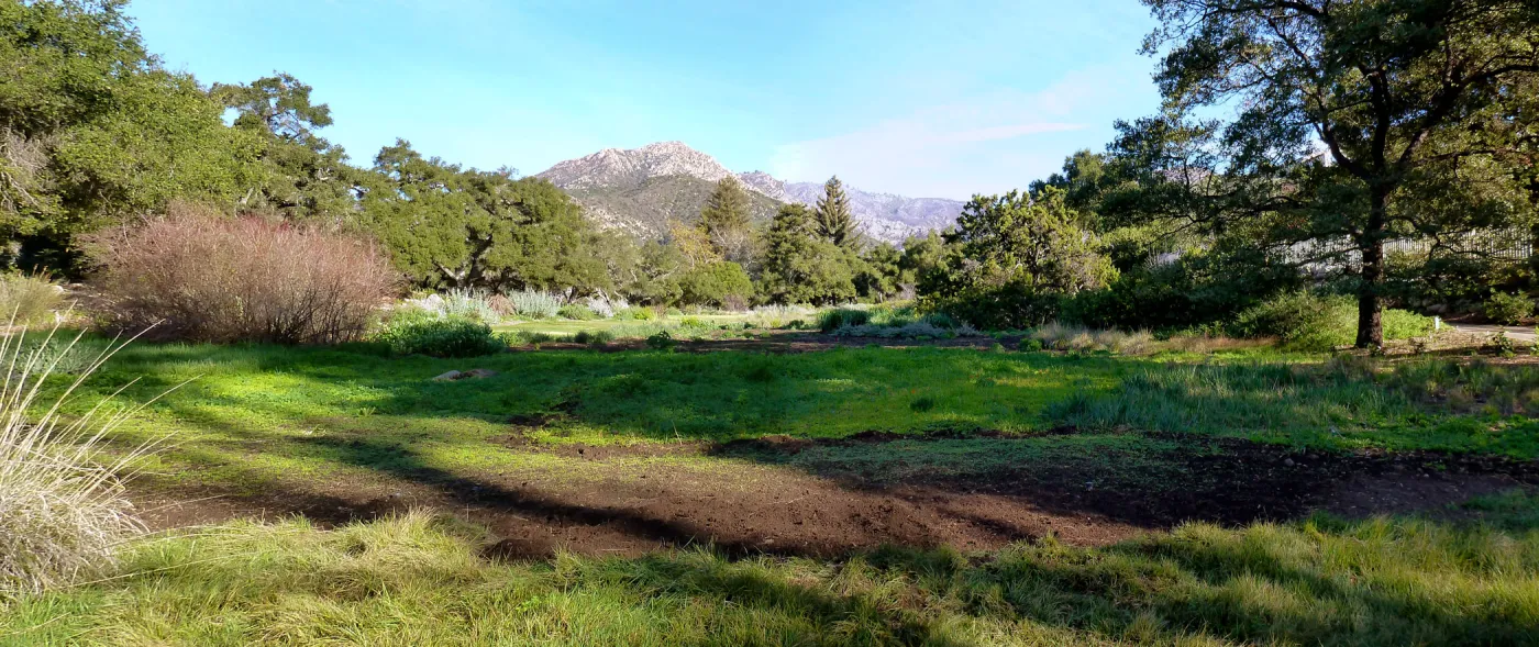 SBBG Meadow panorama, Spring 2012