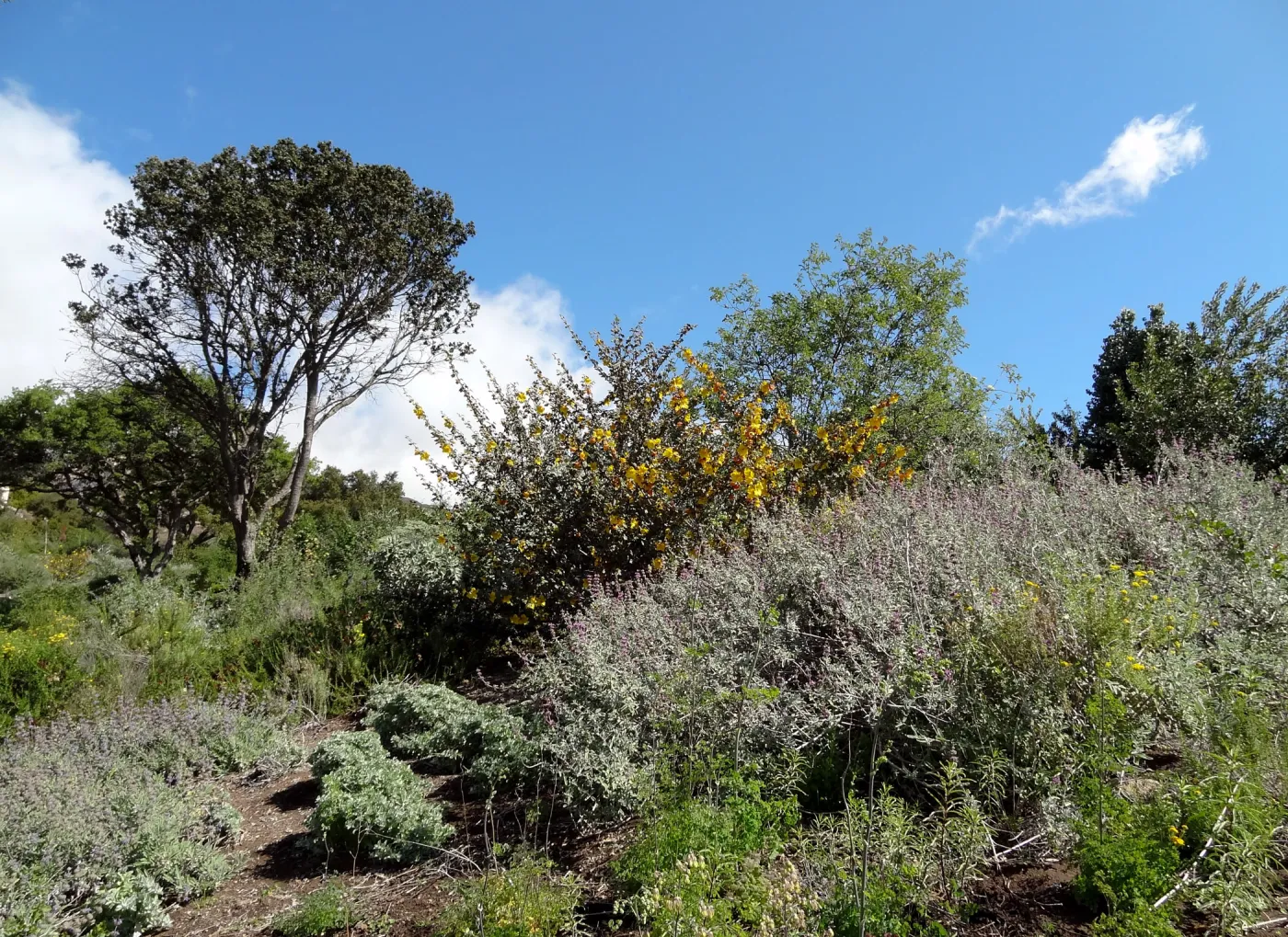 Fremontodendron (Flannel Bush)and Salvia (sage), Porter Trail, Santa Barbara Botanic Garden