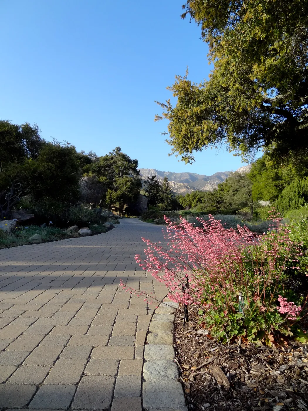 Heuchera in bloom, border at Garden entrance, Santa Barbara Botanic Garden