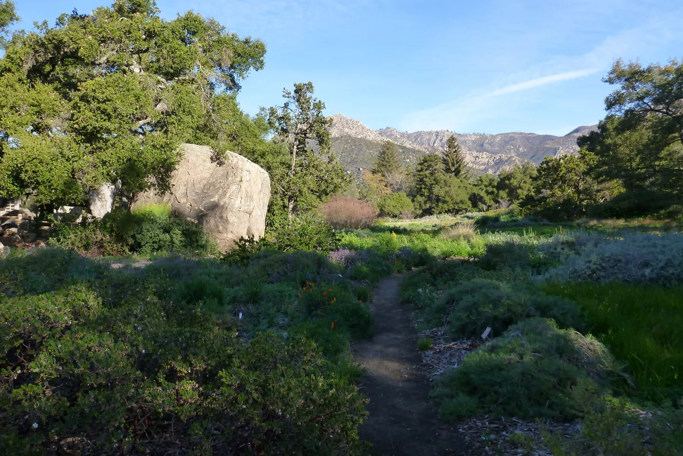 Blaksley Boulder, SBBG Meadow, Spring 2012
