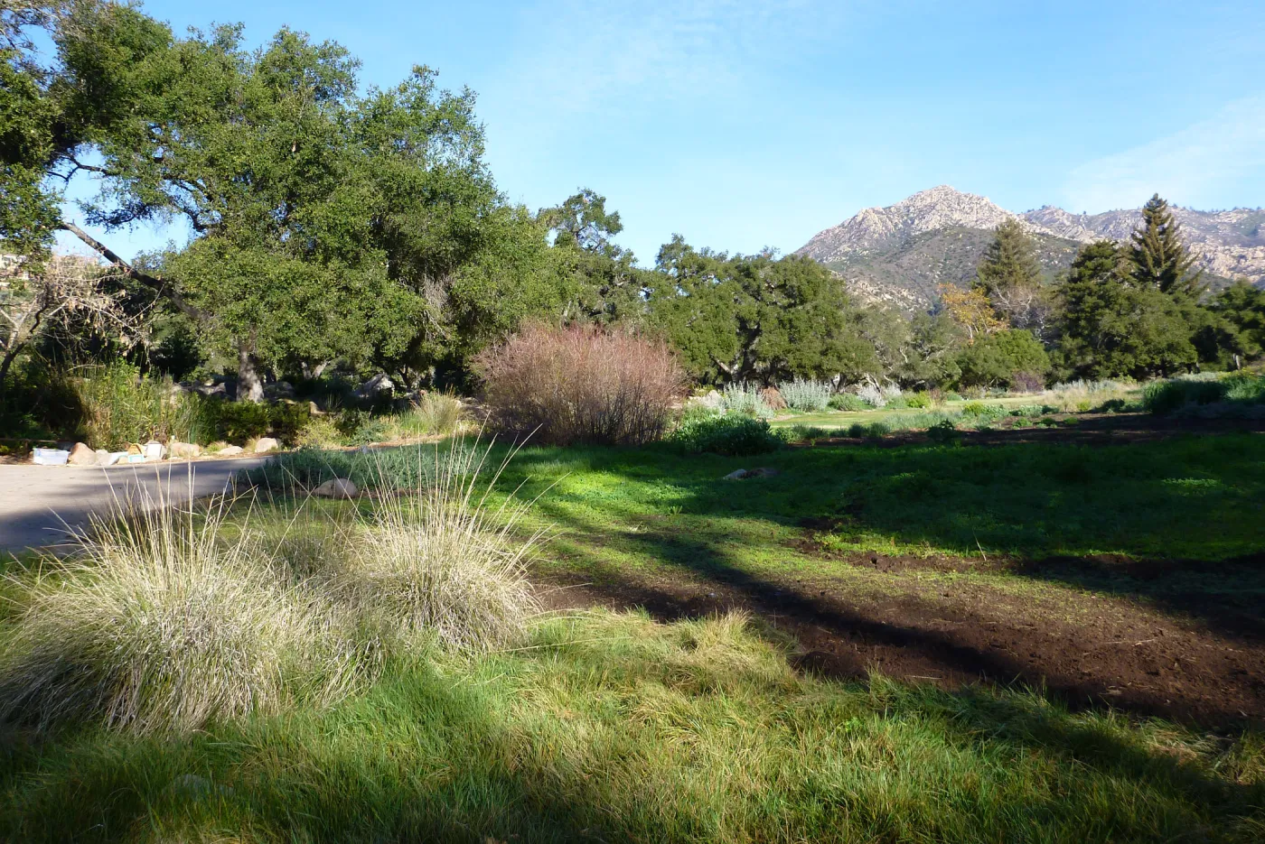 SBBG Meadow, Winter 2012
