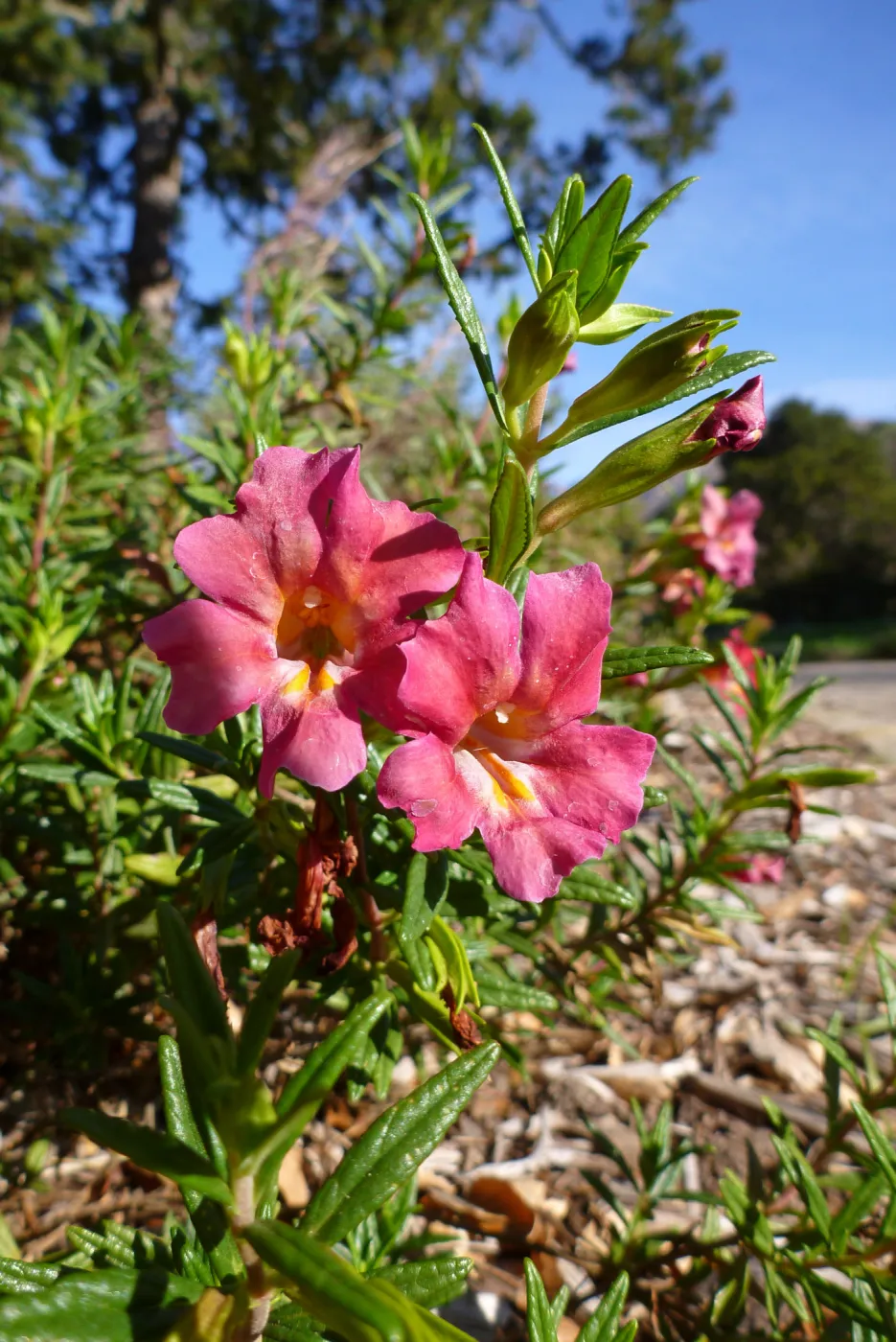 Mimulus (monkeyflower) blooming at the foot of the Blaksley Boulder