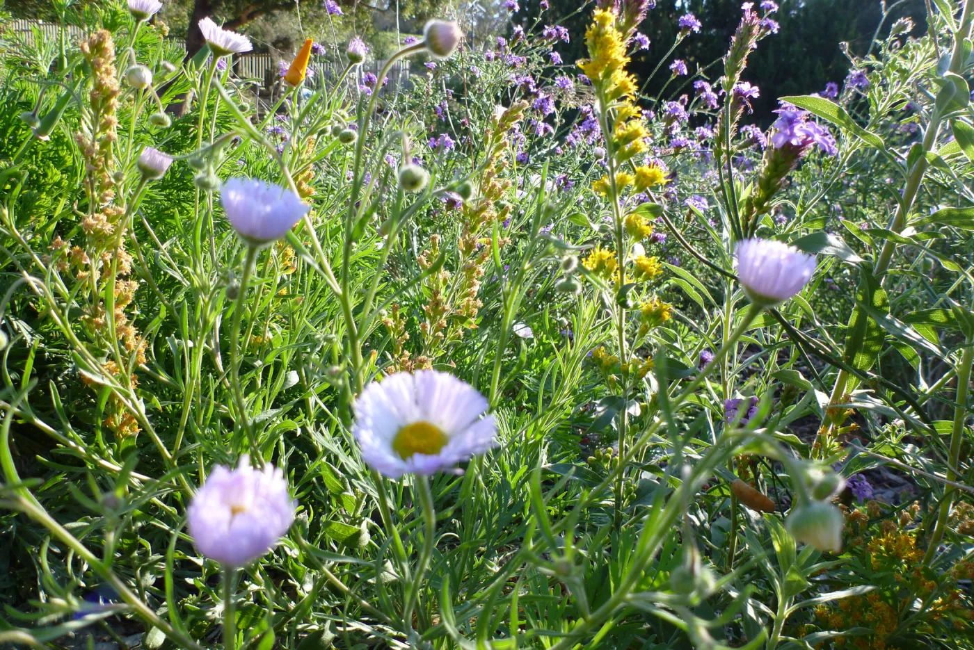 wildflower mix in the lower Meadow display garden
