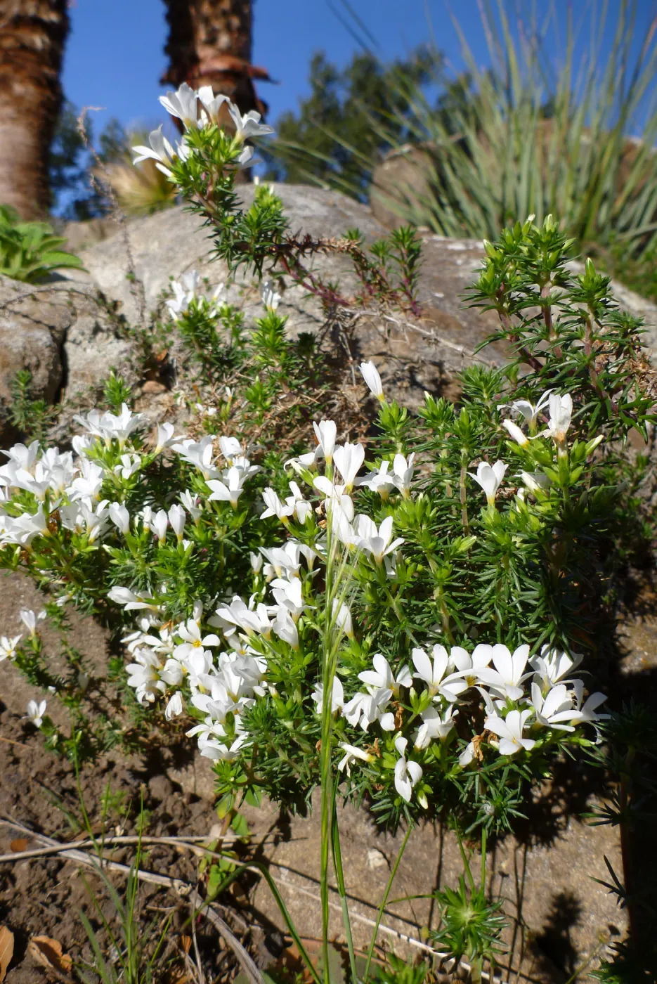Linanthus floribundus blooming in the Desert Section