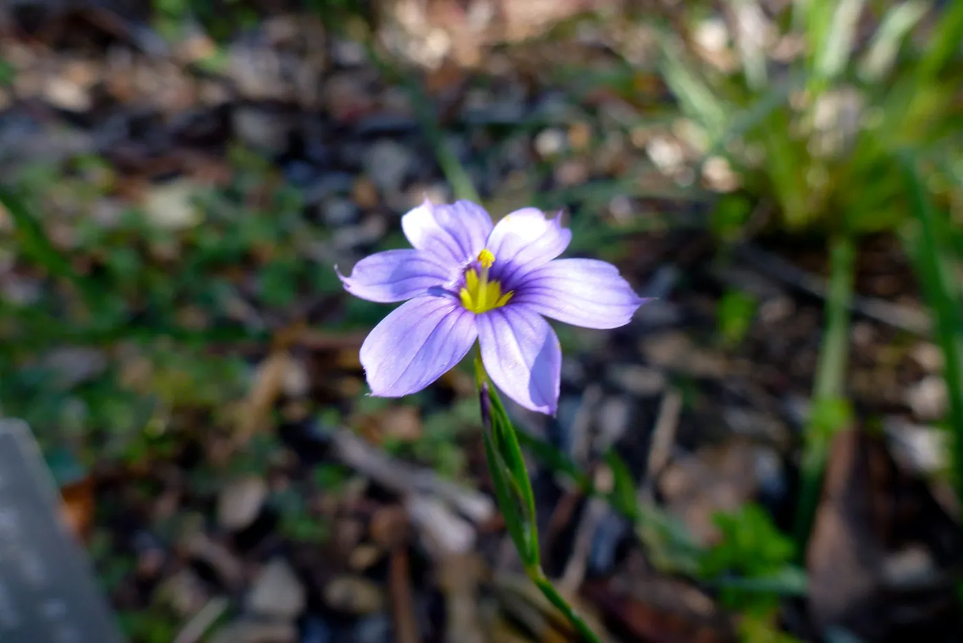 Sisyrinchium (blue-eyed grass) blooming in the lower Meadow display garden