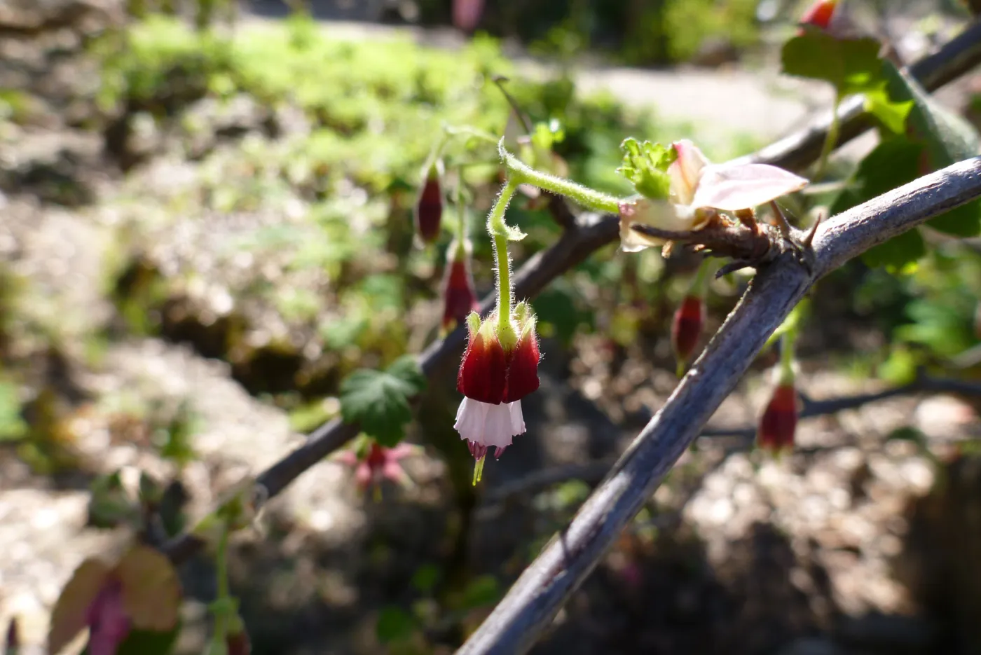 Ribes, (Currant, Gooseberry ) SBBG Arroyo Section