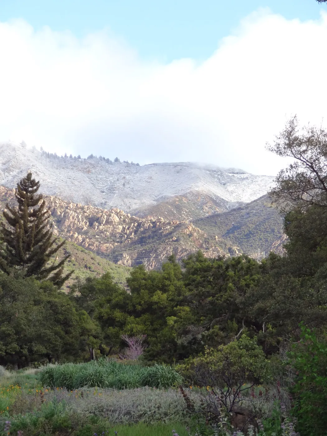 snow on the mountains above the Santa Barbara Botanic Garden