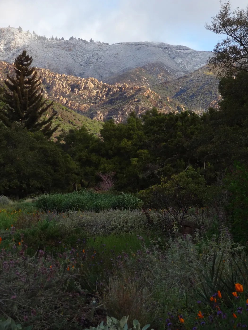 snow on the mountains above the Santa Barbara Botanic Garden