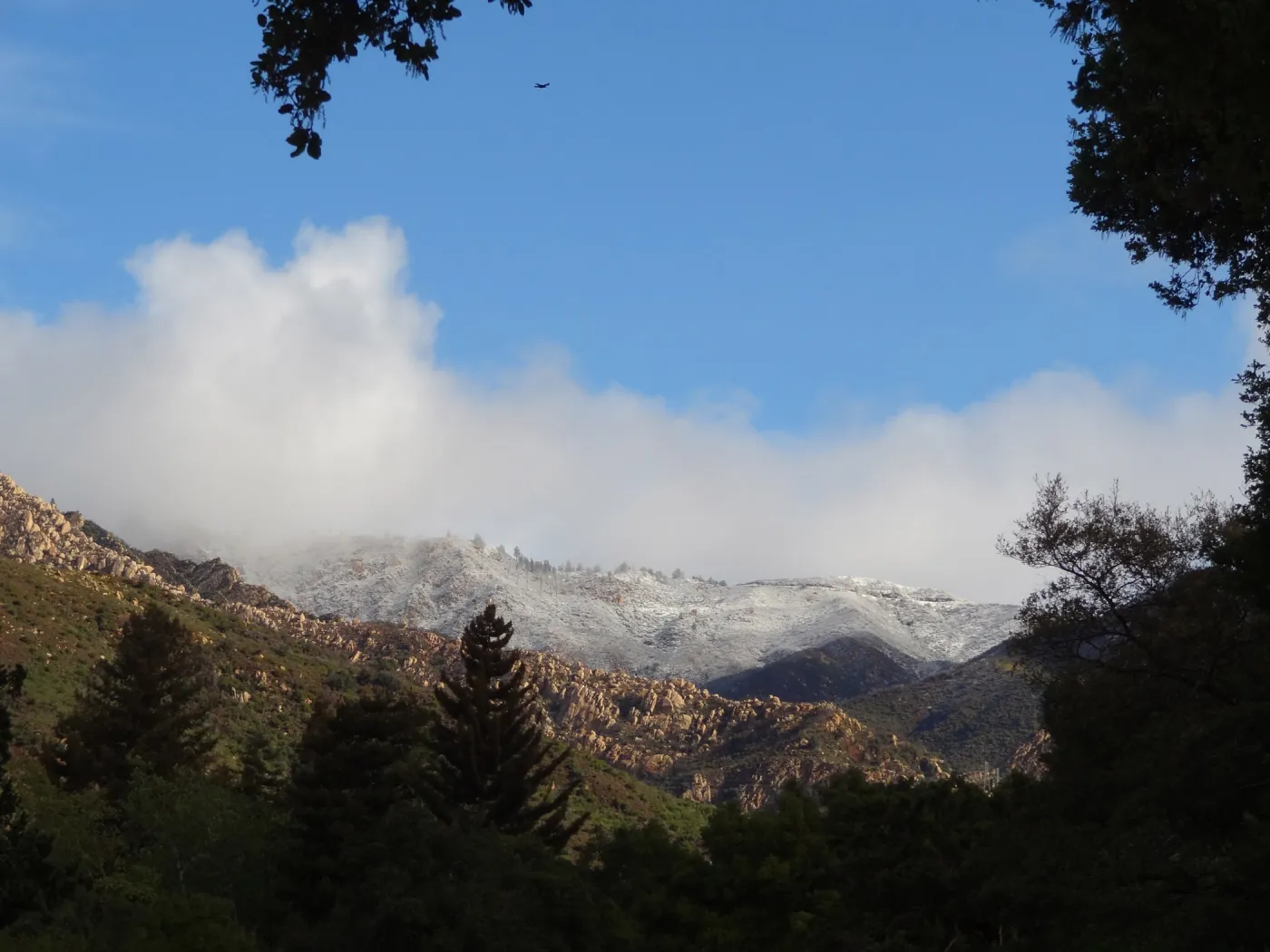 snow on the mountains above the Santa Barbara Botanic Garden