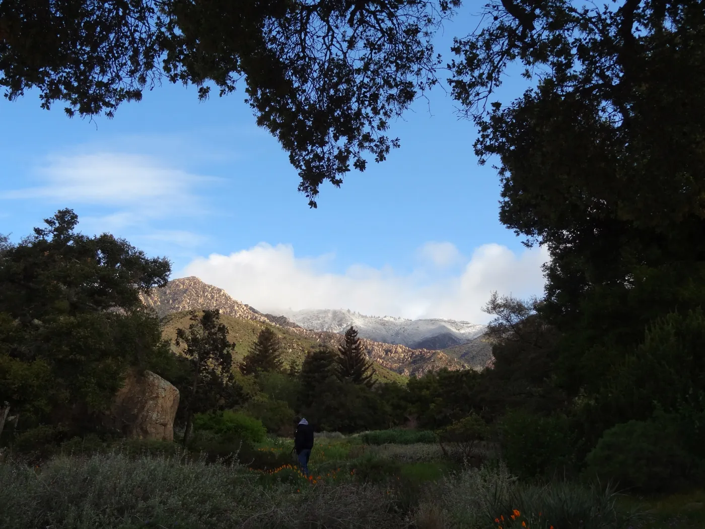 view to La Cumbre Peak, snow on the mountains above the Santa Barbara Botanic Garden