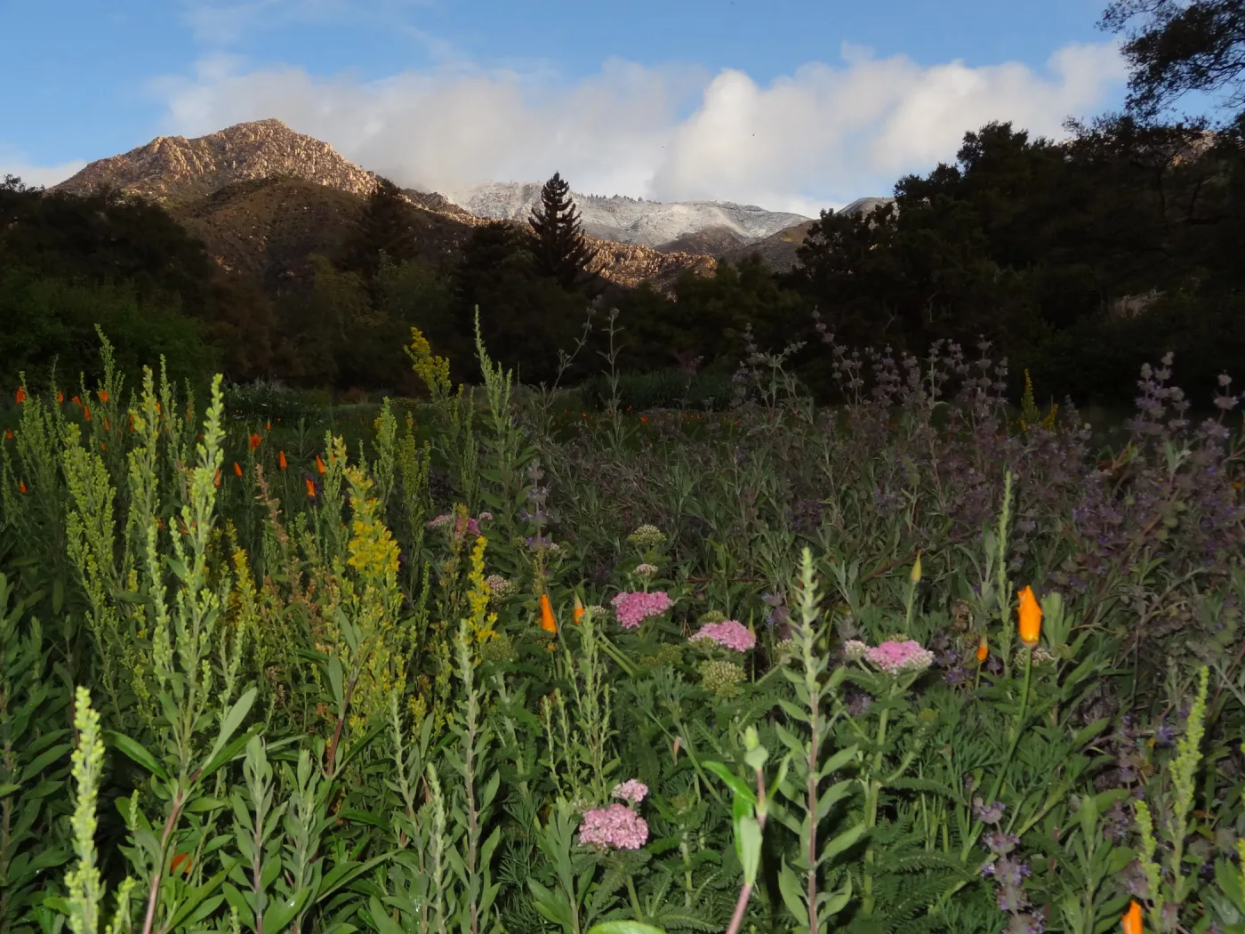 view to Arlington Peak, snow on the mountains above the Santa Barbara Botanic Garden, wildflowers in the Meadow