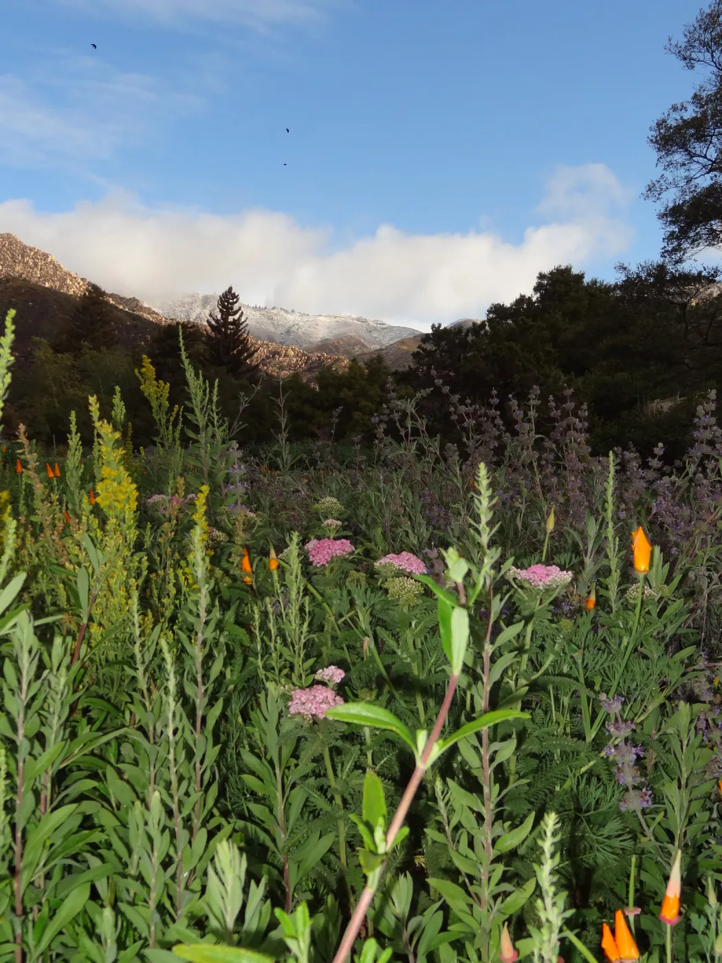 snow on the mountains above the Santa Barbara Botanic Garden, wildflowers in the Meadow