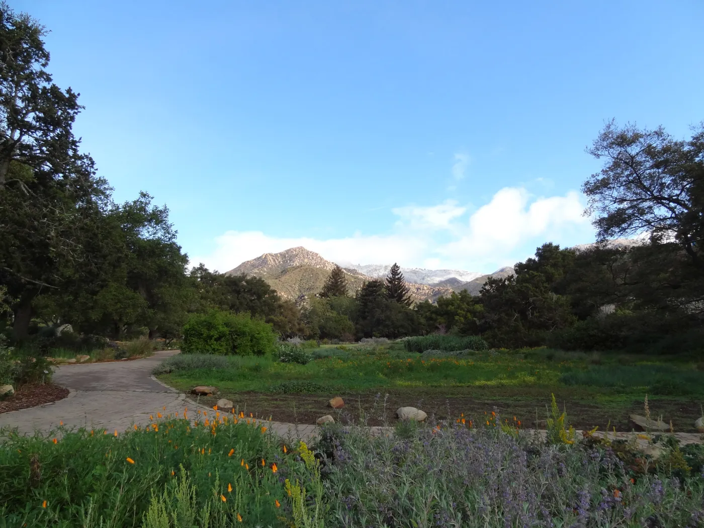 Meadow view to the la Cumbre Peak, snow on the mountains above the Santa Barbara Botanic Garden