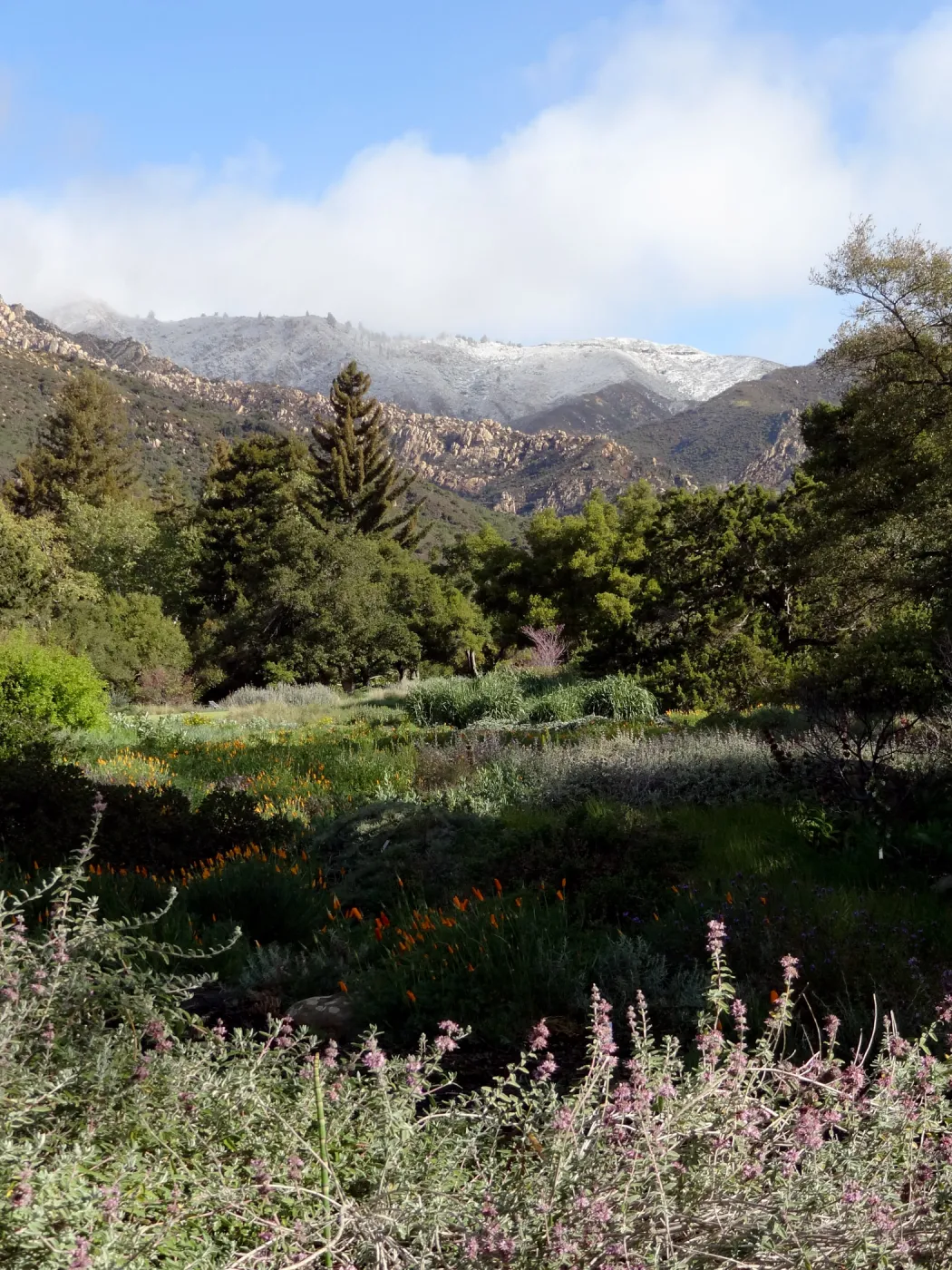snow on the mountains, early morning in the Meadow, Santa Barbara Botanic Garden