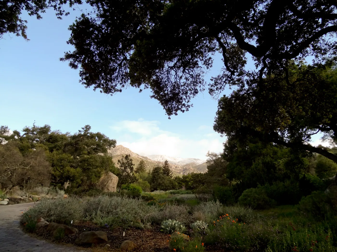 snow on the mountains, Blaksley Boulder, Meadow, Santa Barbara Botanic Garden