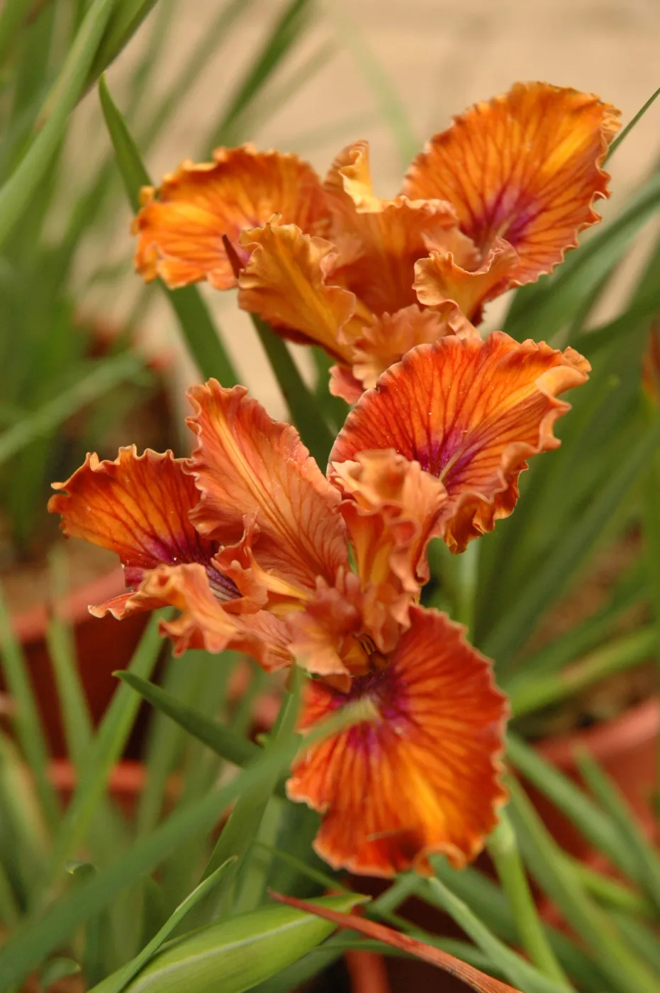 Iris 'Patrick's Halloween', Spring Plant Sale 2012