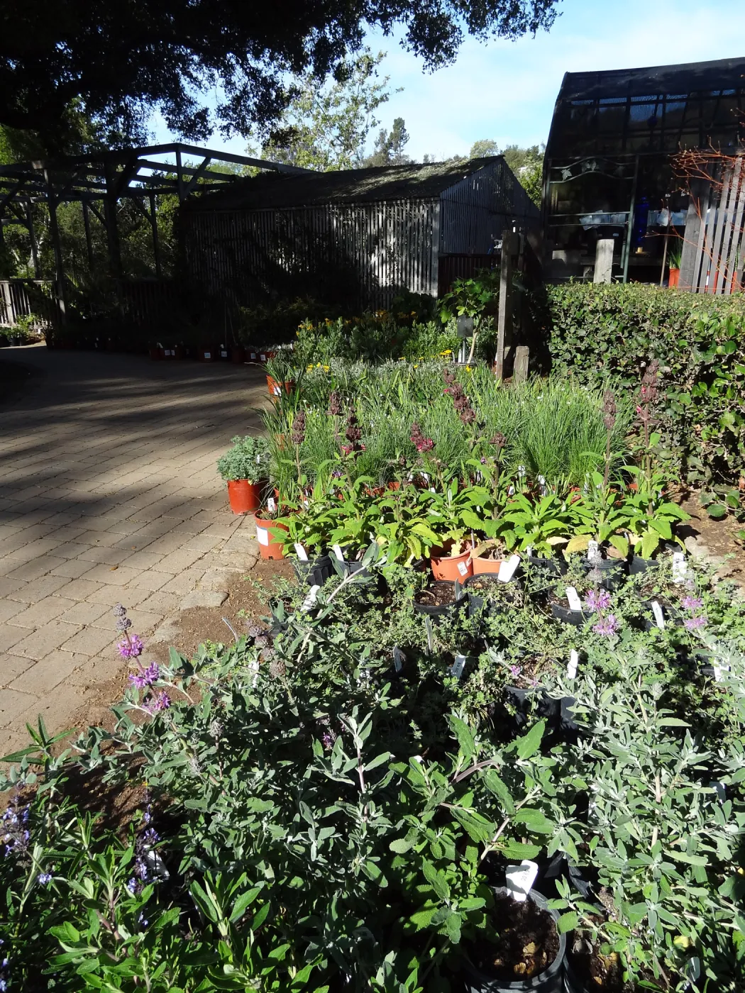 Spring Plant Sale, Garden Growers Nursery, plant lineup, in the courtyard, Santa Barbara Botanic Garden