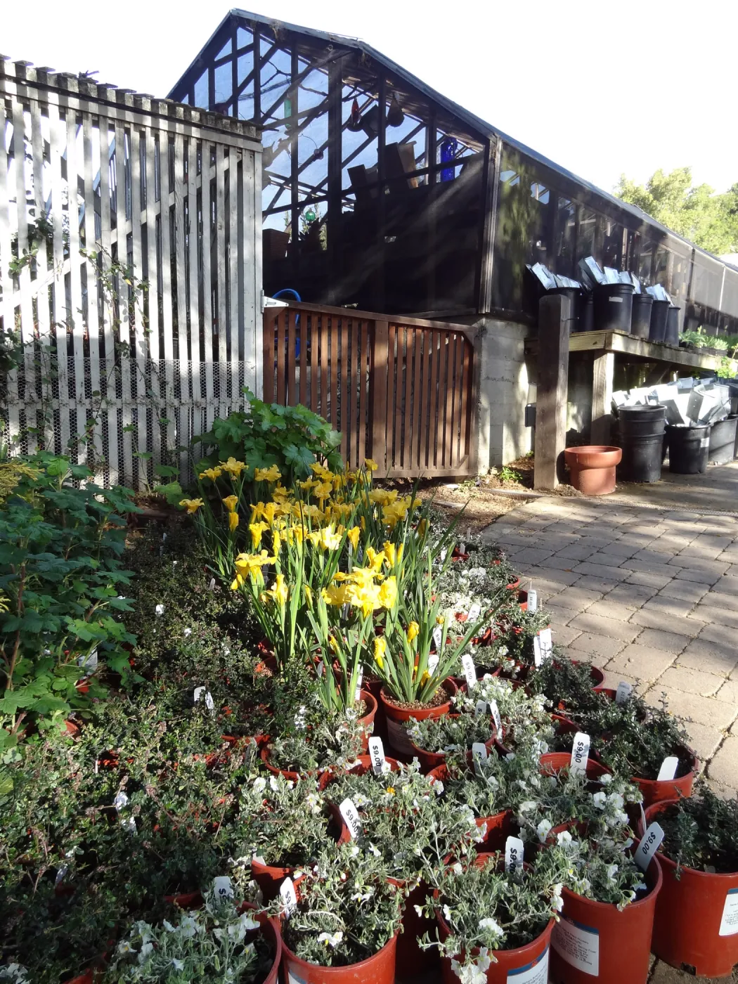 Spring Plant Sale, Garden Growers Nursery, plant lineup, Santa Barbara Botanic Garden