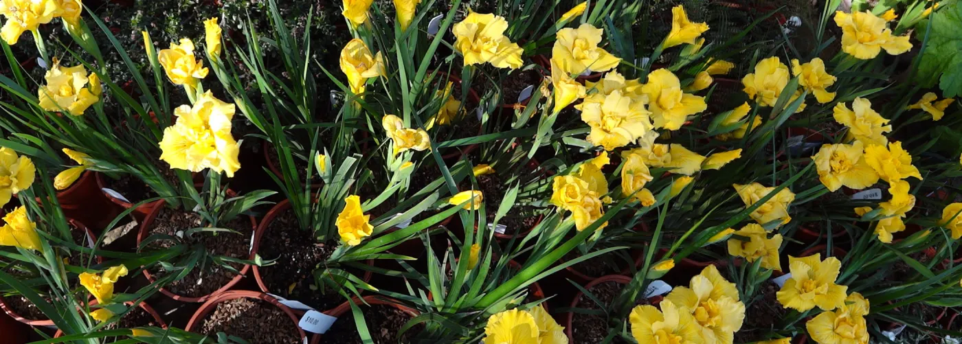 Spring Plant Sale, Garden Growers Nursery, yellow iris, plant lineup panorama, Santa Barbara Botanic Garden