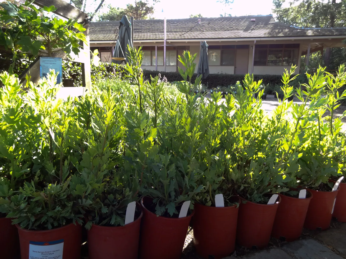 Romneya coulteri, Matilija poppy plant lineup, Spring Plant Sale, Santa Barbara Botanic Garden