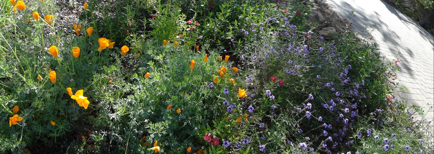Spring Wildflowers panorama, poppies in the Meadow, Santa Barbara Botanic Garden
