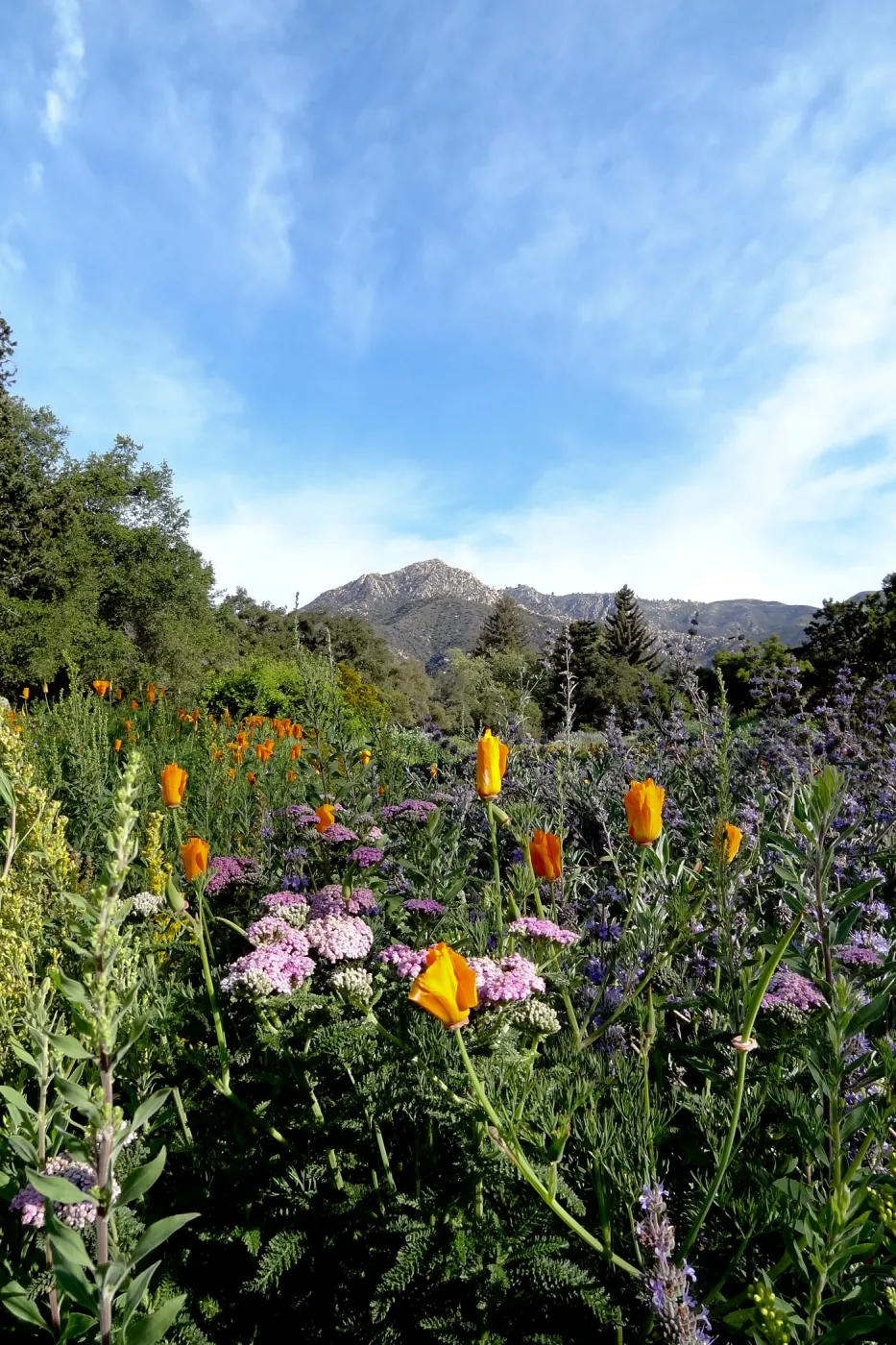 Spring Wildflowers in the Meadow, view to La Cumbre Peak, Santa Barbara Botanic Garden