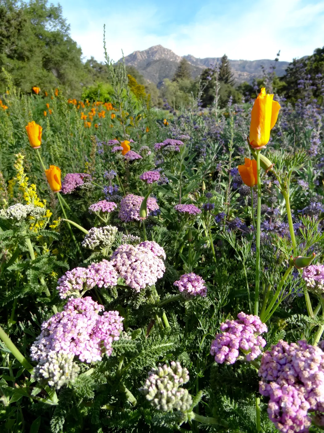 Spring Wildflowers in the Meadow, view to La Cumbre Peak, Santa Barbara Botanic Garden