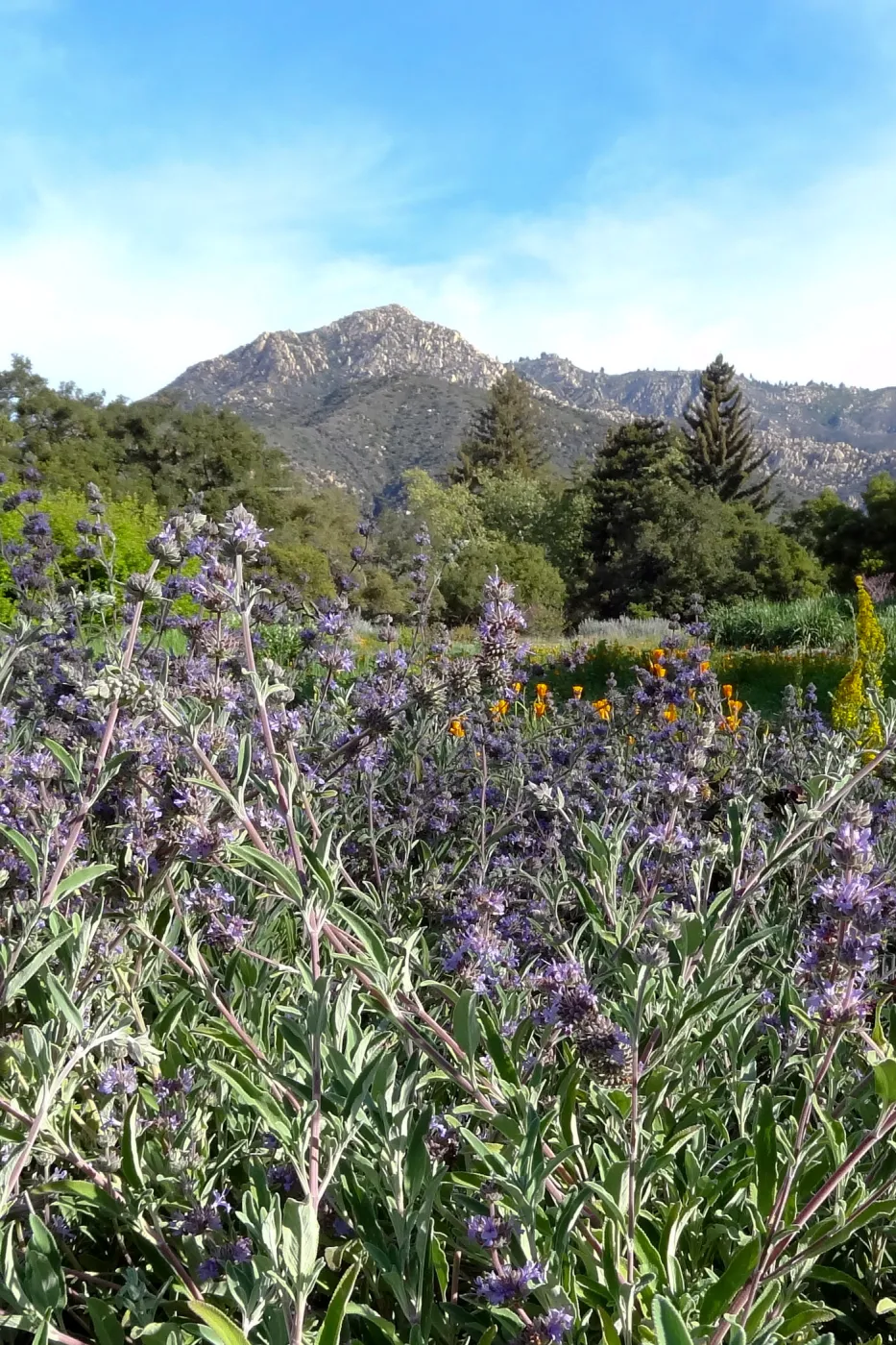 Spring Wildflowers in the Meadow, view to La Cumbre Peak, Santa Barbara Botanic Garden