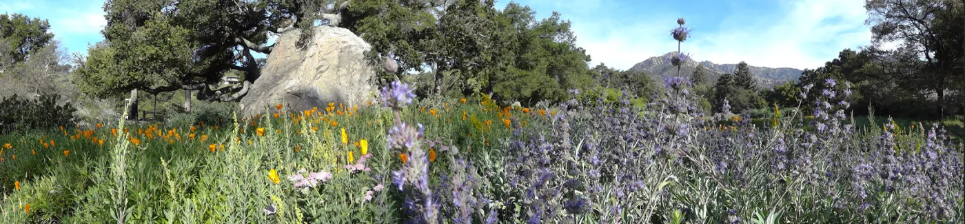 Blaksley Boulder panorama, wildflowers in the lower Meadow, Santa Barbara Botanic Garden