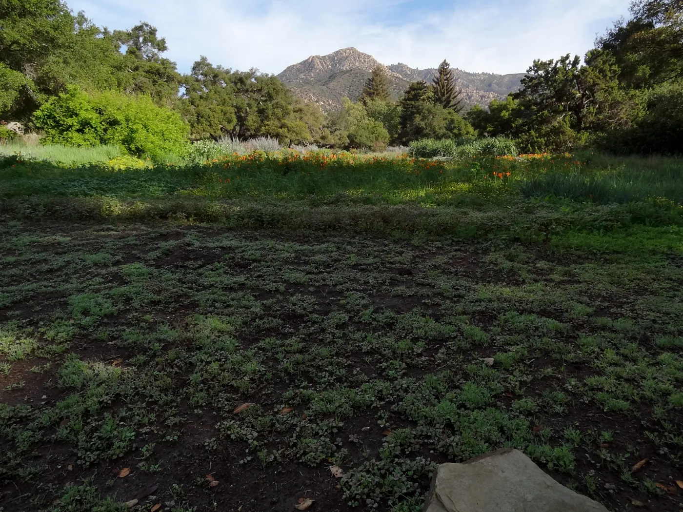 spring seedlings, Meadow view to La Cumbre Peak, Santa Barbara Botanic Garden