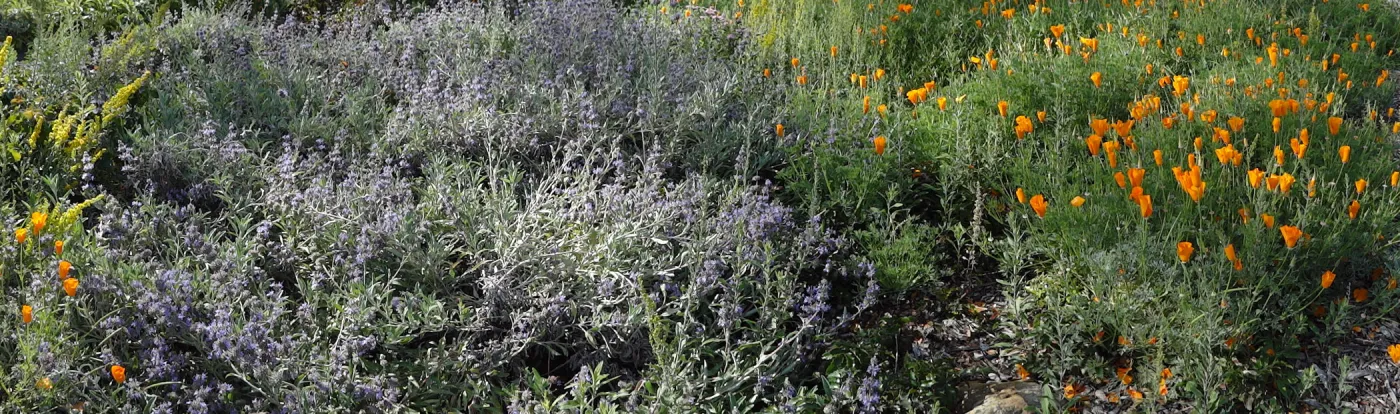 Meadow wildflowers panorama, Santa Barbara Botanic Garden