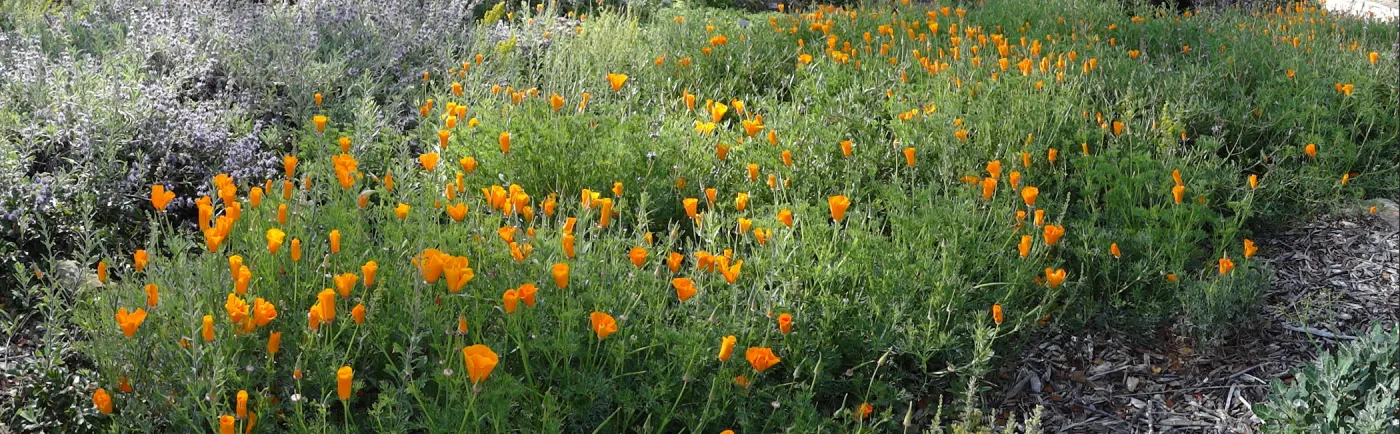 Meadow wildflowers panorama, Santa Barbara Botanic Garden