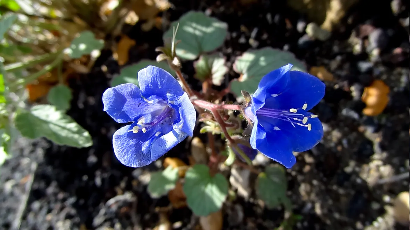 spring bloom, Desert Section, Santa Barbara Botanic Garden