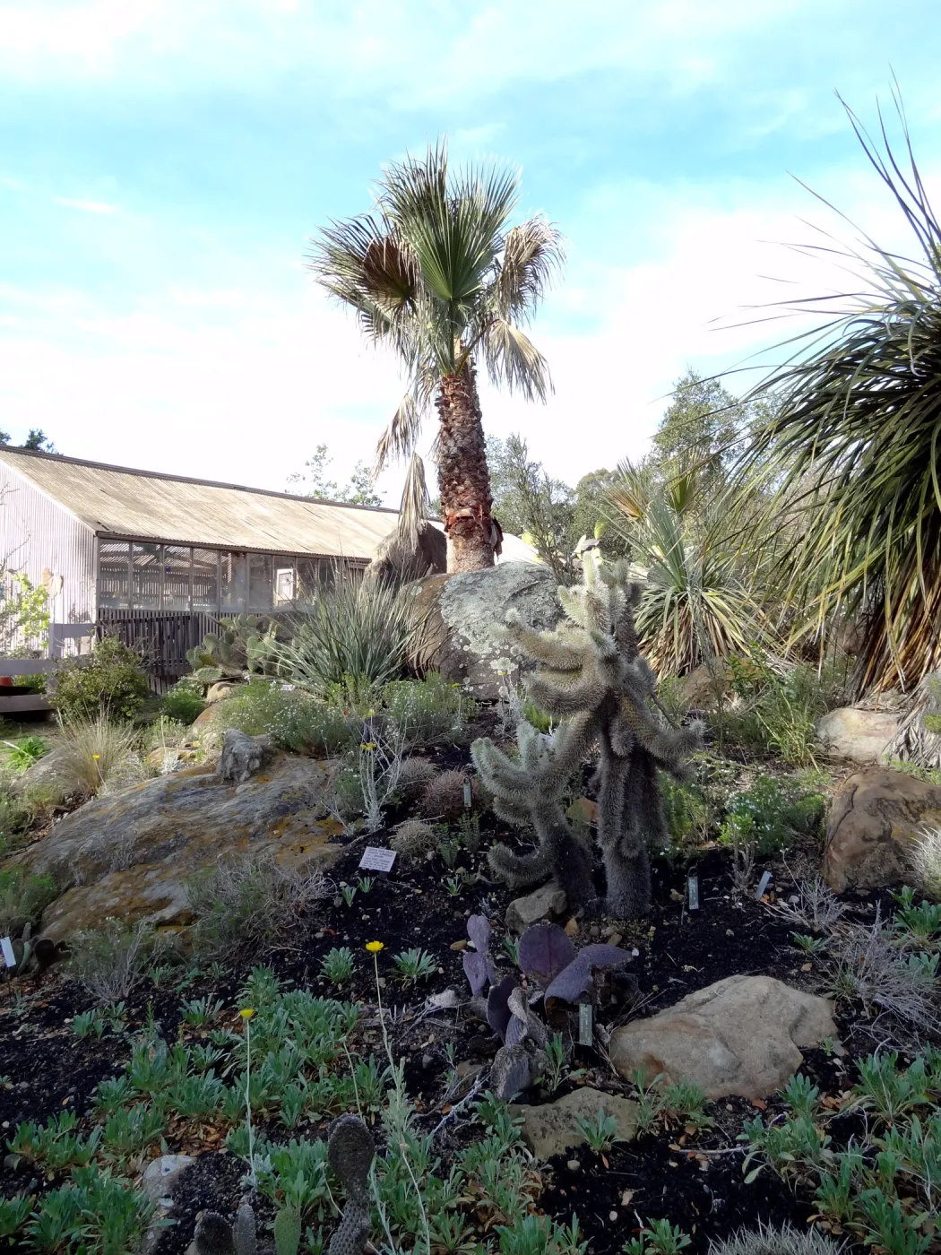 Desert Section, Santa Barbara Botanic Garden