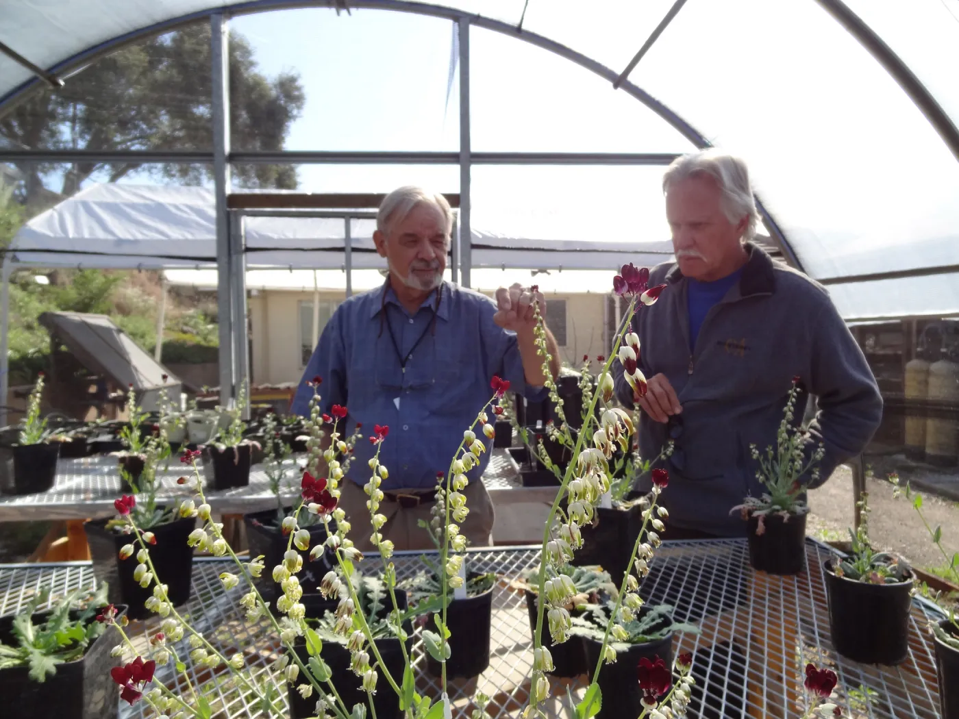 Conservation growing area, Santa Barbara jewelflower, Caulanthus amplexicaulis var barbarae, Dieter Wilken and Steve Junak
