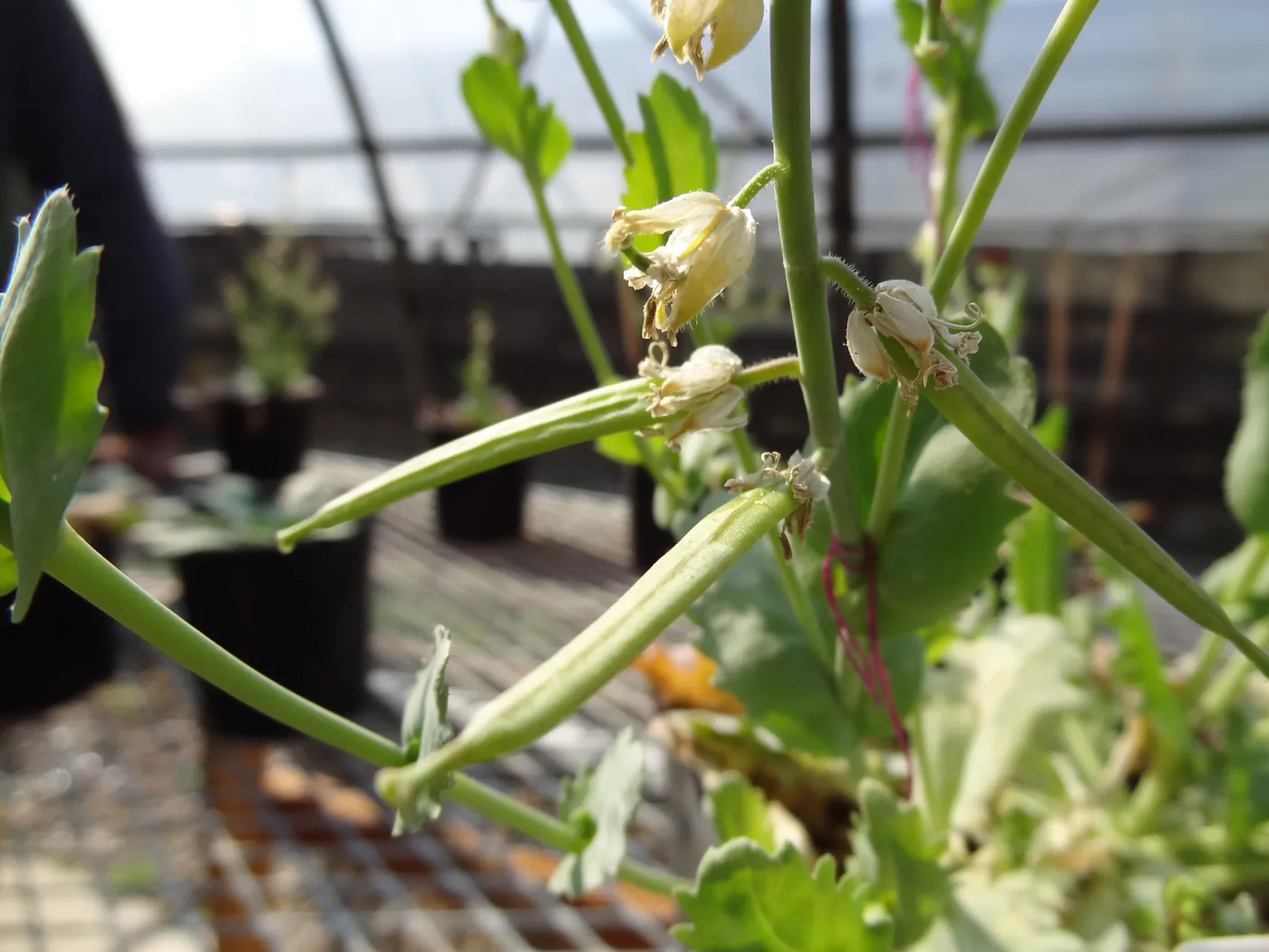Conservation growing area, Santa Barbara jewelflower, Caulanthus amplexicaulis var barbarae