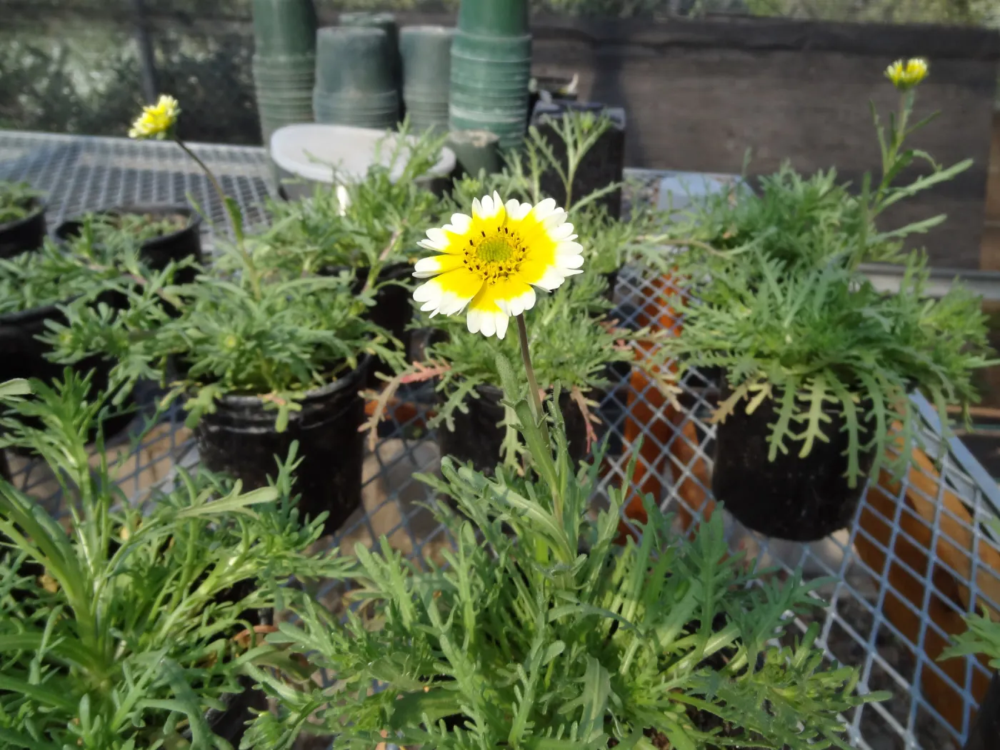 Conservation growing area